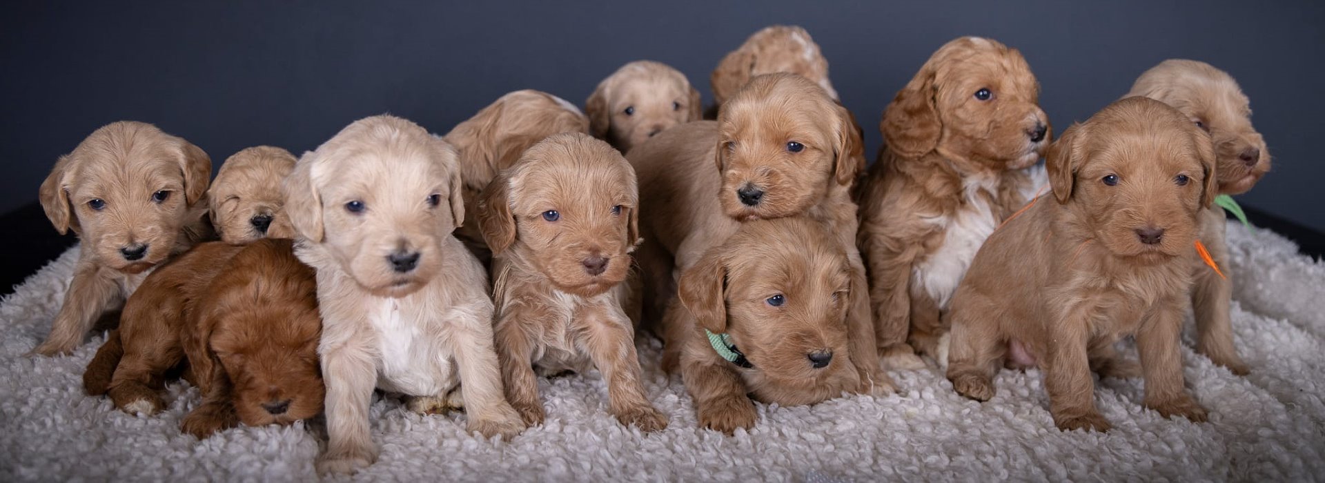 pups labradoodle